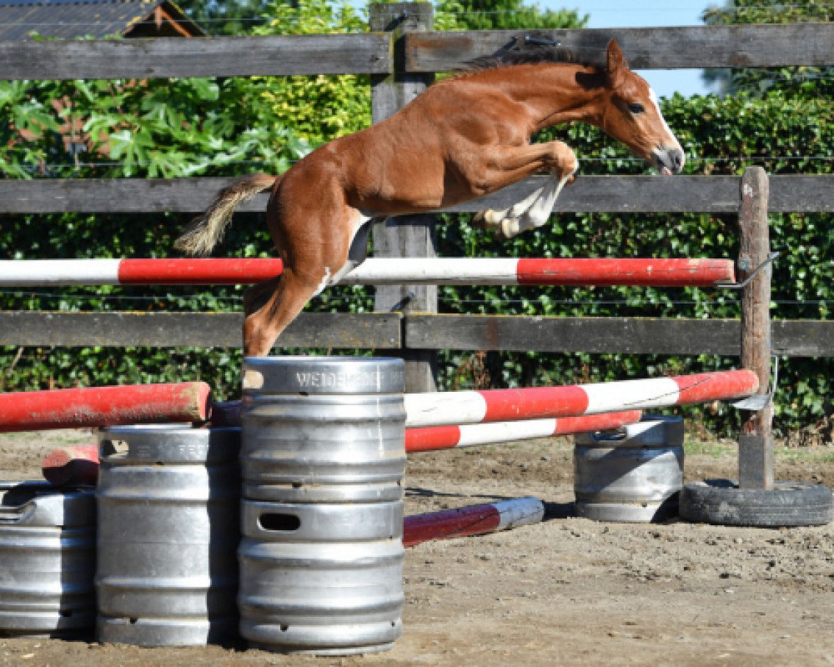 jumper Queen vd Bisschop (Belgian Warmblood, 2016, from Mosito van het Hellehof)
