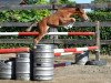 Springpferd Queen vd Bisschop (Belgisches Warmblut, 2016, von Mosito van het Hellehof)