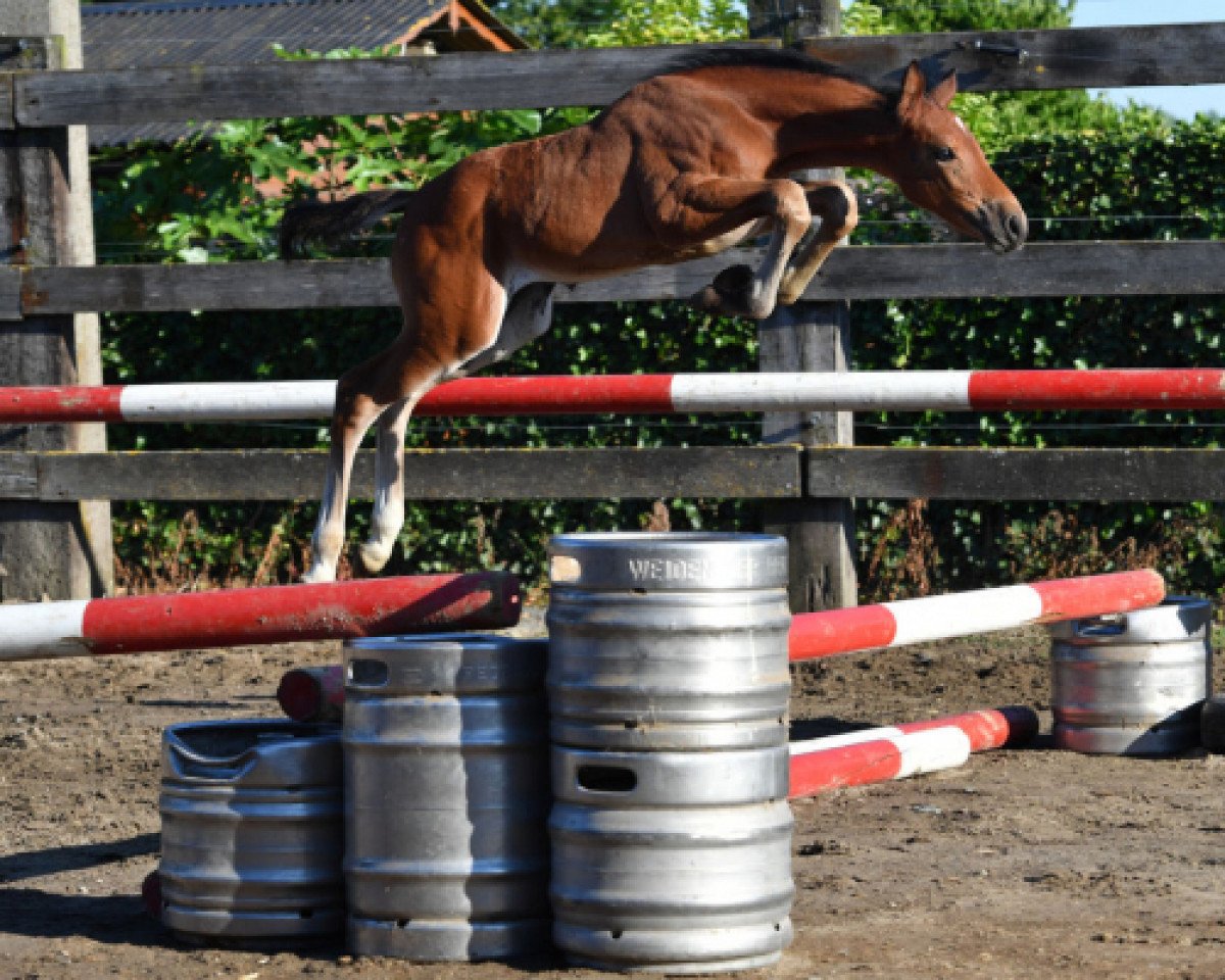 jumper Qualista vd Bisschop (Belgian Warmblood, 2016, from Untouched)