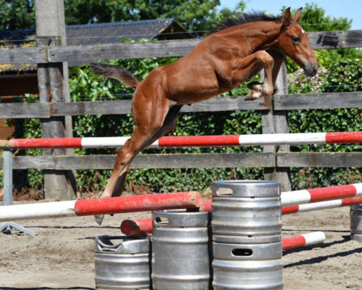 stallion Georgio vd Bisschop Z (Zangersheide riding horse, 2016, from George Z)