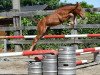 stallion Georgio vd Bisschop Z (Zangersheide riding horse, 2016, from George Z)