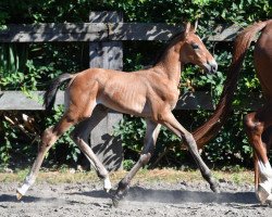 jumper Quibus vd Bisschop (Belgian Warmblood, 2016, from Vigo d'Arsouilles)