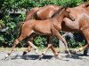 jumper Qiri vd Bisschop ET (Belgian Warmblood, 2016, from VDL Groep Jos van D'Abdijhoeve)