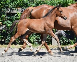 Springpferd Qiri vd Bisschop ET (Belgisches Warmblut, 2016, von VDL Groep Jos van D'Abdijhoeve)