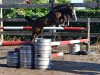 jumper Quinet vd Bisschop ET (Belgian Warmblood, 2016, from VDL Harley)