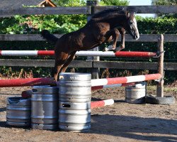 jumper Quinet vd Bisschop ET (Belgian Warmblood, 2016, from VDL Harley)