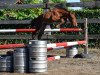 Springpferd Queen Julie vd Bisschop (Belgisches Warmblut, 2016, von Cambio)