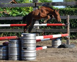 jumper Queen Julie vd Bisschop (Belgian Warmblood, 2016, from Cambio)