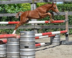 Deckhengst Qatar vd Bisschop (Belgisches Warmblut, 2016, von Diamant de Semilly)