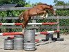 jumper Quirina vd Bisschop ET (Belgian Warmblood, 2016, from Vigo d'Arsouilles)