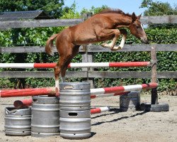 Springpferd Quirina vd Bisschop ET (Belgisches Warmblut, 2016, von Vigo d'Arsouilles)