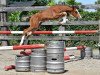 jumper Quality vd Bisschop ET (Belgian Warmblood, 2016, from Echo van het Spieveld)