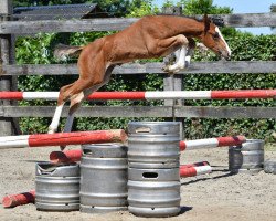 Springpferd Quality vd Bisschop ET (Belgisches Warmblut, 2016, von Echo van het Spieveld)