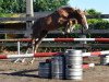 jumper Quibelle vd Bisschop ET (Belgian Warmblood, 2016, from Vigo d'Arsouilles)