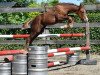 jumper Quanta vd Bisschop (Belgian Warmblood, 2016, from Diamant de Semilly)