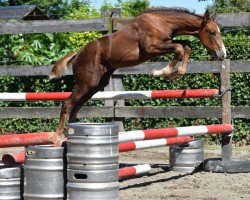 jumper Quanta vd Bisschop (Belgian Warmblood, 2016, from Diamant de Semilly)