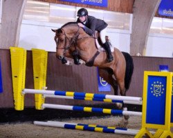 Deckhengst VDL Groep Jos van D'Abdijhoeve (Belgisches Warmblut, 2009, von Cooper van de Heffinck)