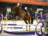 stallion Mosito van het Hellehof (Belgian Warmblood, 2012, from Elvis Ter Putte)