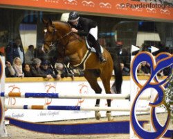 stallion Mosito van het Hellehof (Belgian Warmblood, 2012, from Elvis Ter Putte)