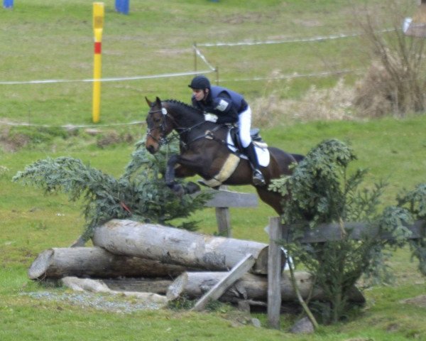 jumper HTS Tommy K (Irish Sport Horse, 2007, from Rhyne Clover)