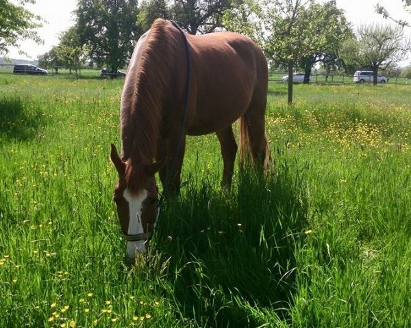 horse Reggae 14 (Württemberger, 1999, from Ricordo di Leny)