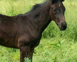 broodmare Giulia (Hanoverian, 2016, from Grey Flanell)