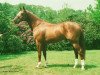 stallion Quo Vadis (Oldenburg, 1983, from Garitchou AA)