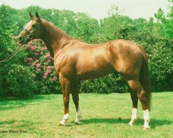 stallion Quo Vadis (Oldenburg, 1983, from Garitchou AA)