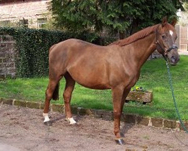 broodmare Qualitaet (Oldenburg, 1990, from Qualoubet)