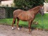 broodmare Qualitaet (Oldenburg, 1990, from Qualoubet)