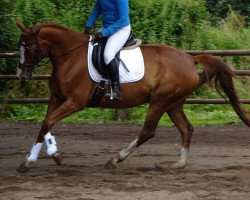 broodmare Olivia (Trakehner, 2012, from Godot)