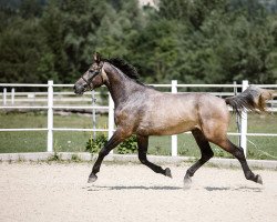 jumper Honore de Quaprice (Selle Français, 2017, from Cornet Obolensky)