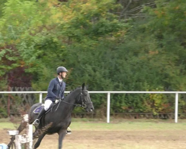 Reitturnier Wernigerode 2019