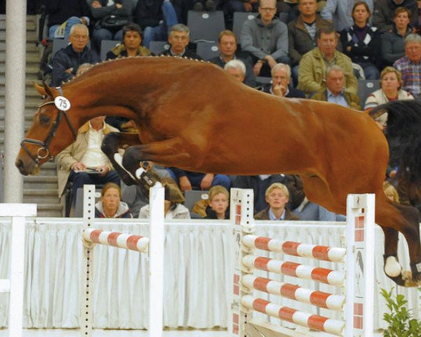 stallion Lord Fountleroy S (Oldenburg, 1999, from Lord Pezi)