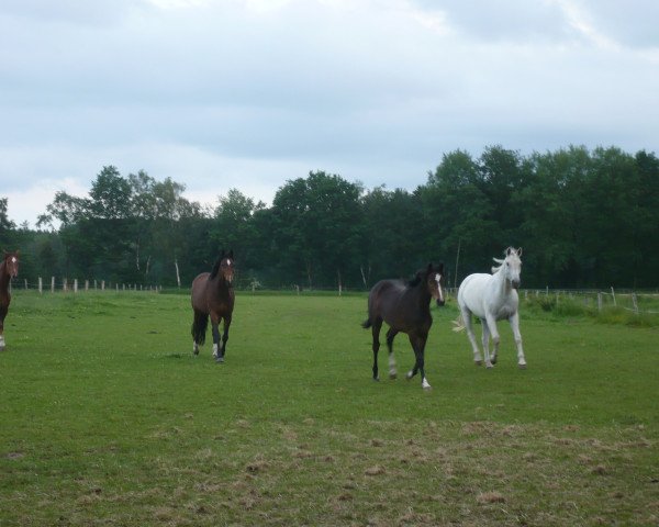 jumper Cleo (Hanoverian, 2009, from Conteur)