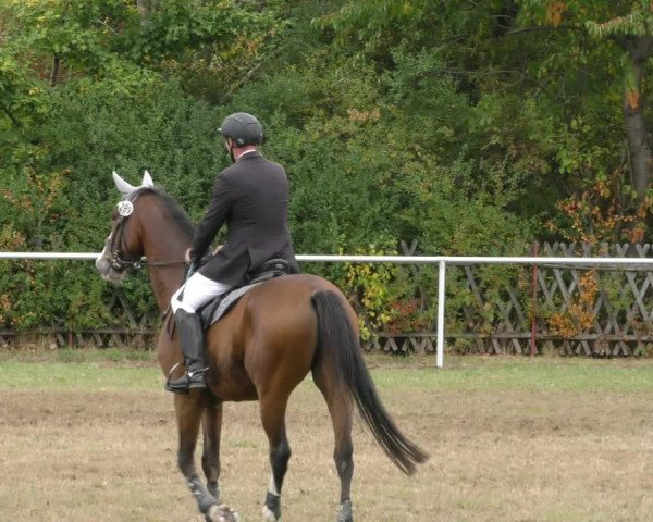 Reitturnier Wernigerode 2019