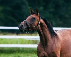 broodmare Darjeeling Semilly (Selle Français, 2013, from Quaprice Z)