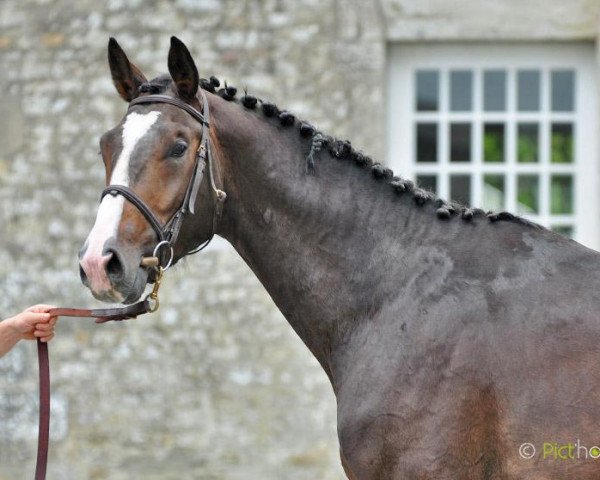 horse V'treize du Domaine (Selle Français, 2009, from Quaprice Z)