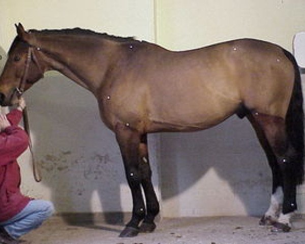 stallion Bill de Baugy (Selle Français, 1989, from Grand Veneur)