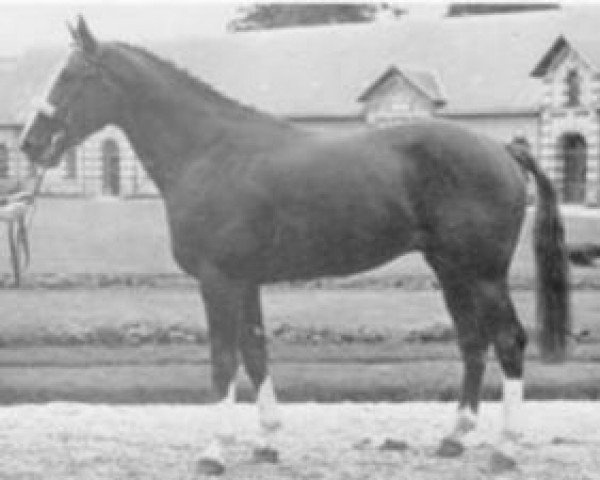 stallion Diafoirus Fleury (Selle Français, 1969, from Nostradamus)