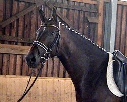 dressage horse Detta Moretta (Hanoverian, 2007, from Don Frederico)