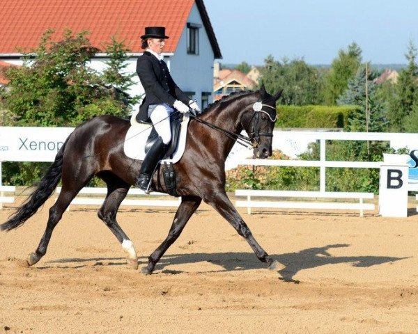 dressage horse Daily Sun (Oldenburg, 2000, from Day Dream)