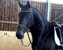 dressage horse Laurin Louis (Hanoverian, 2008, from Lord Loxley I)