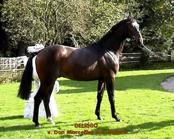 dressage horse Delrigo (Hanoverian, 2005, from Don Marcello)