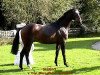 dressage horse Delrigo (Hanoverian, 2005, from Don Marcello)