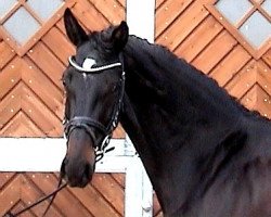 broodmare Liviera (Hanoverian, 2011, from Longton)