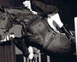 stallion Maestro du Manoir (Selle Français, 1978, from Ukase)