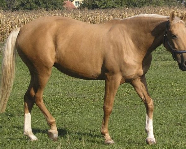 Zuchtstute Jázmin (Ungarisches Warmblut, 1996, von Kiraly Gidran)