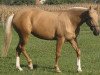 broodmare Jázmin (Hungarian Warmblood, 1996, from Kiraly Gidran)