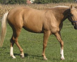 broodmare Jázmin (Hungarian Warmblood, 1996, from Kiraly Gidran)